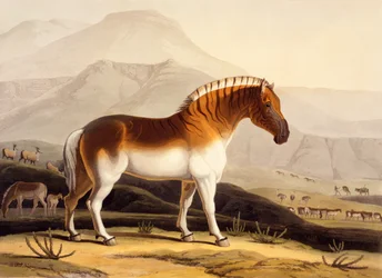 Der Quahkah, aus „Afrikanische Landschaften und Tiere“, 1804-05